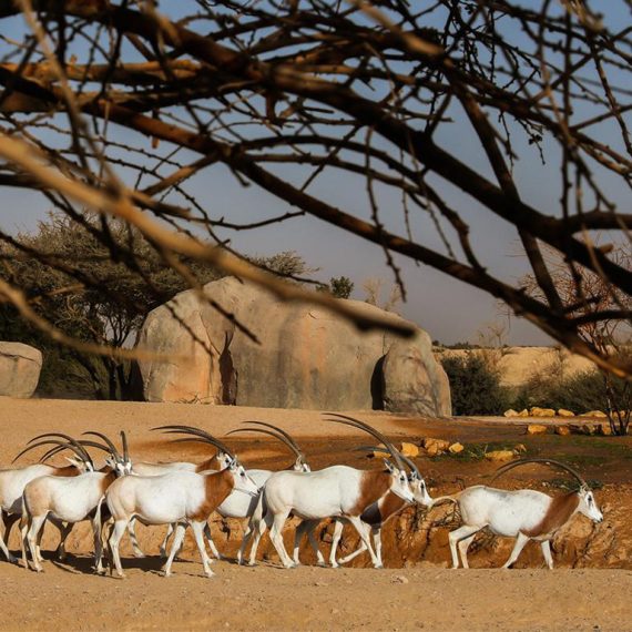 Buy Al Ain Zoo Tickets – Experiences Now at Special Price in KuwaitMegaDeals.com Al Ain Zoo Tickets Experiences